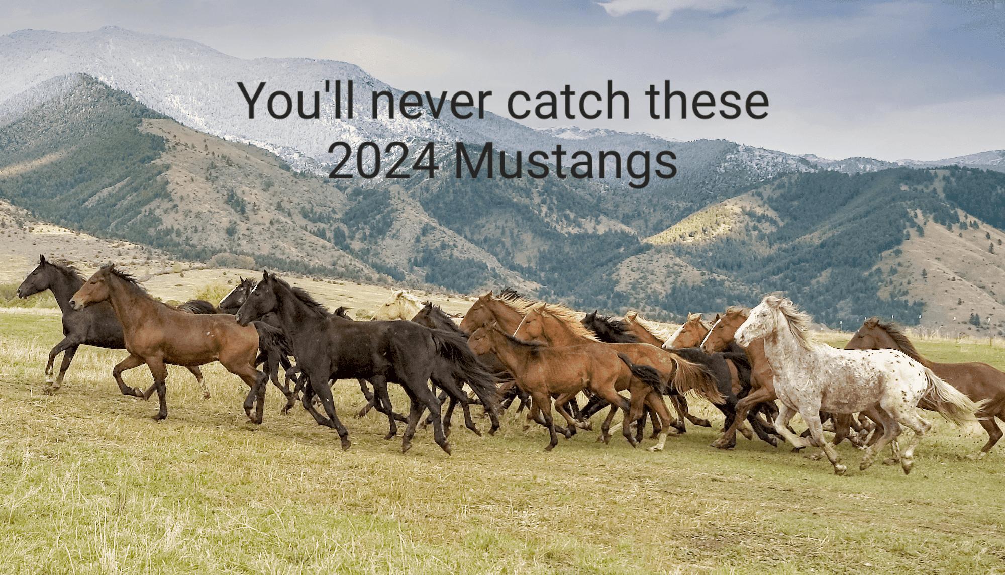 S650 Mustang Hate to Burst your Bubble. 11-09-2022-Commentary-horsesBLM-1