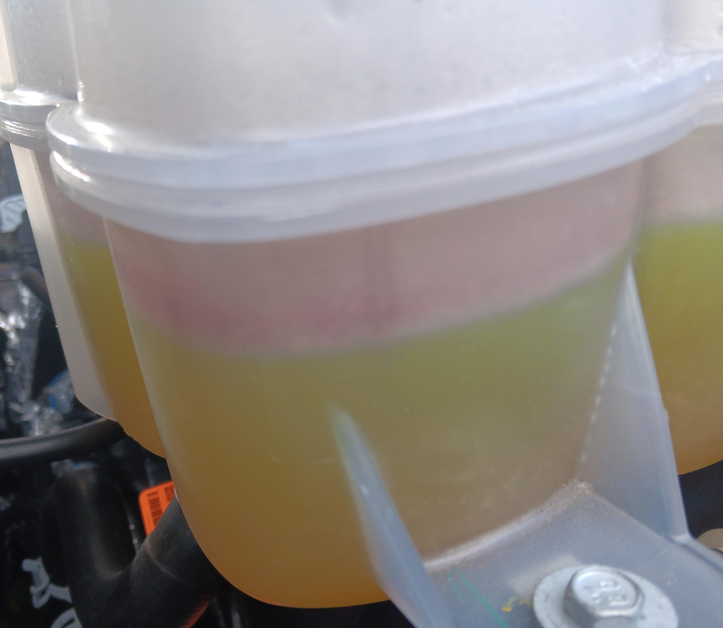 S650 Mustang Your coolant look good? 20240820_164242
