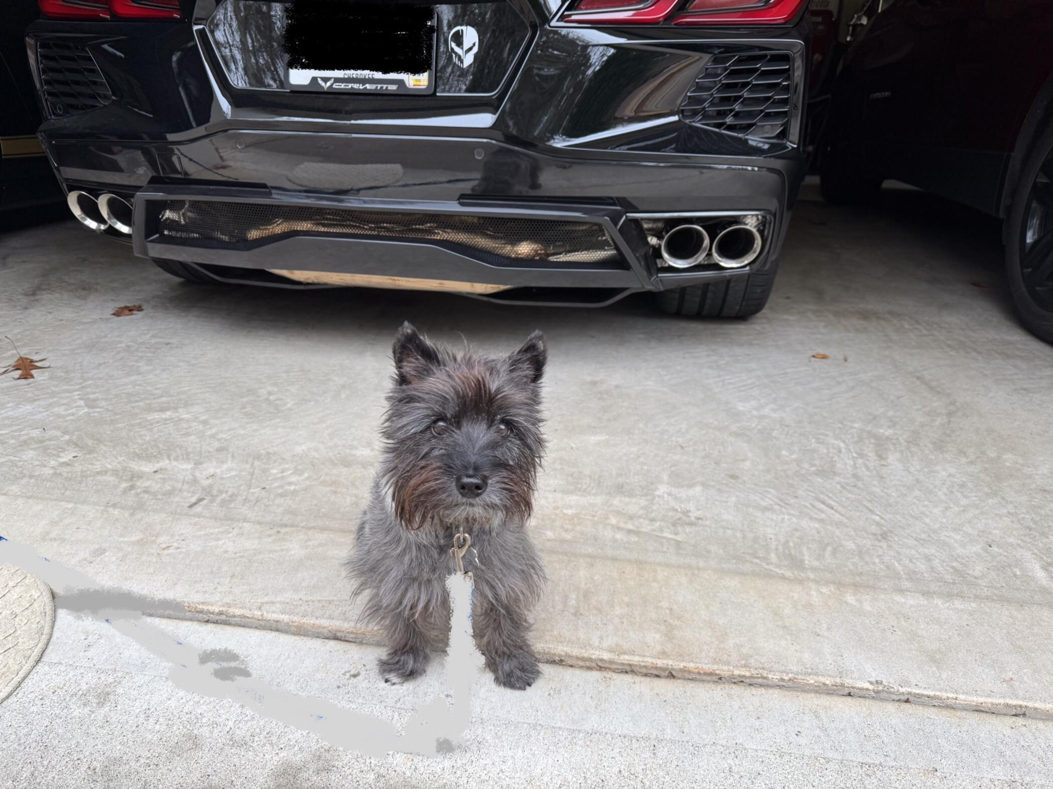 S650 Mustang Dealership woes - Am I expecting too much? 2B2D2FAF-C8B4-4A77-9530-ED3CEF0BA036