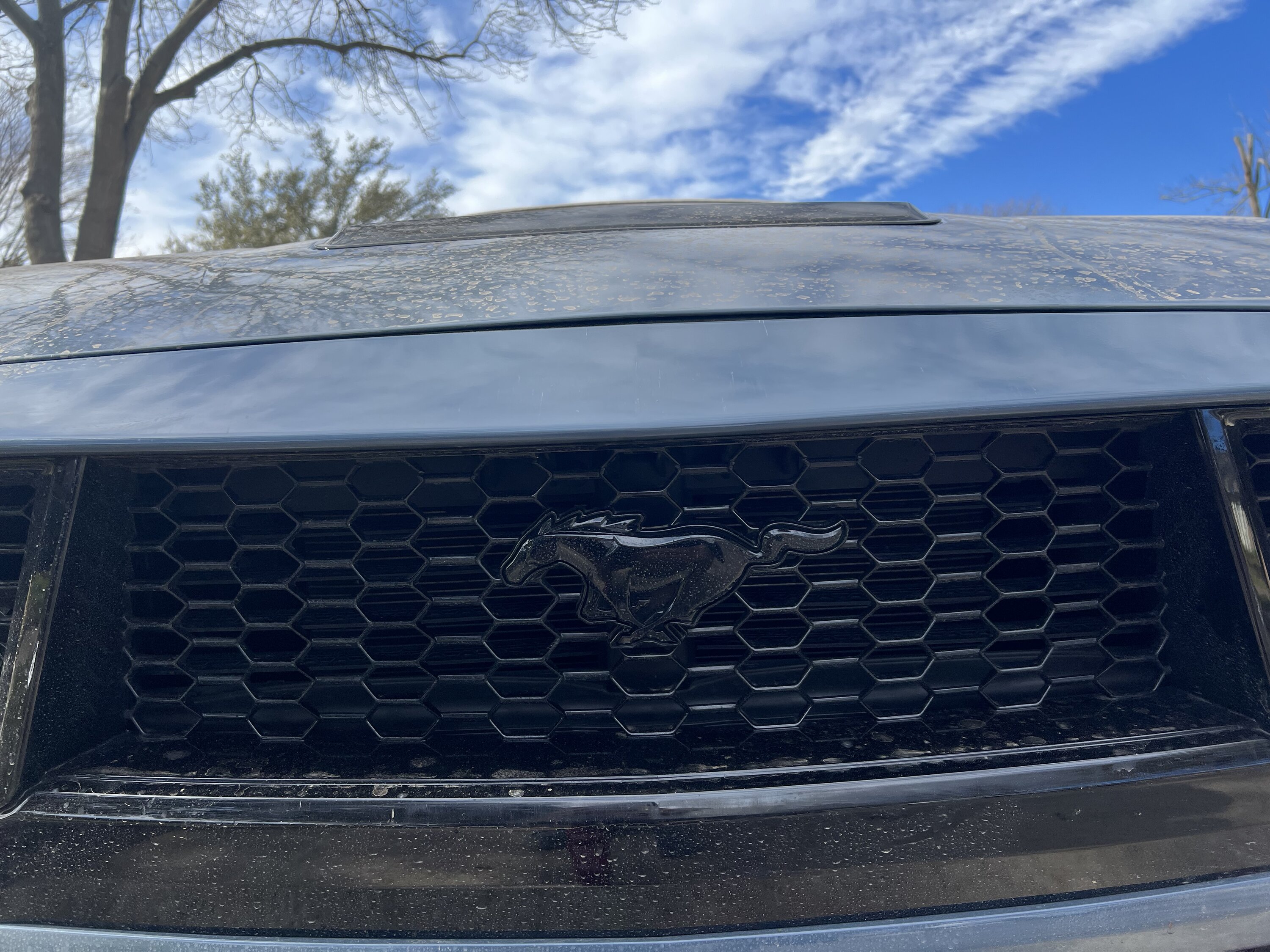 S650 Mustang Got backed into, how bad does the damage look? Next steps? IMG_6766
