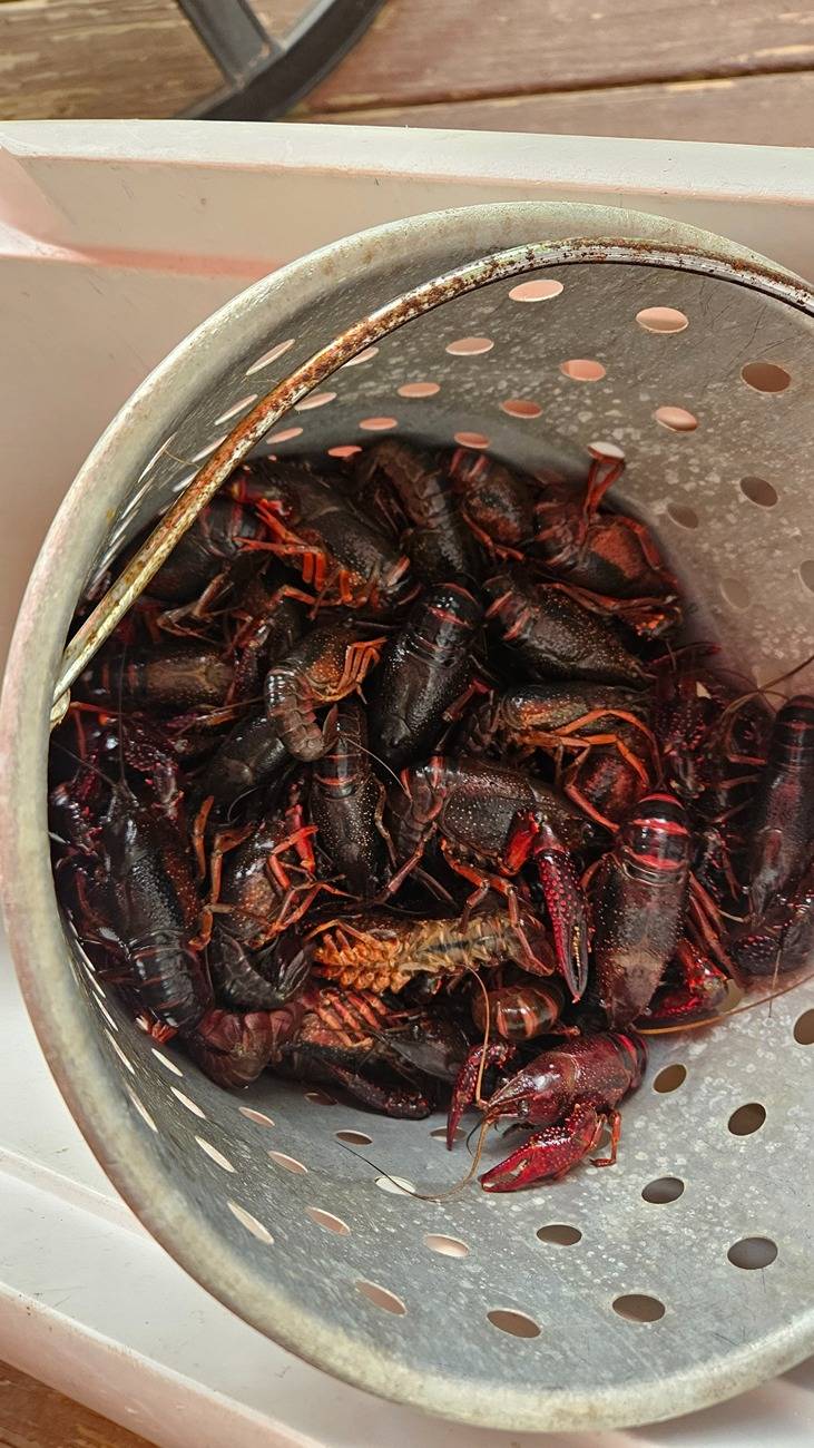 S650 Mustang Blue Crabs and Mudbugs Mud_Pot