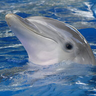 FlipperTheDolphin